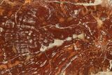 Unusual Petrified Wood Slab From Madagascar - Rare! #282388-1